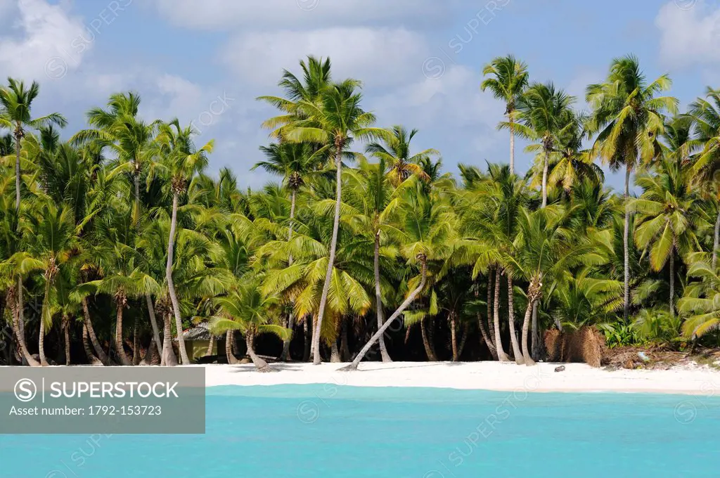 Dominican Republic, Samana peninsula, Del Este National Park, Saona Island, beach and coconut trees on the Saona island