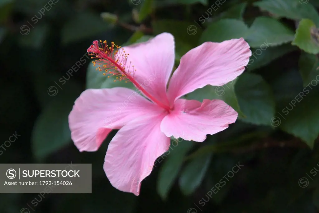 Cape Verde, Santo Antao island, flower of pink hibiscus of China rosa_sinensis hibiscus