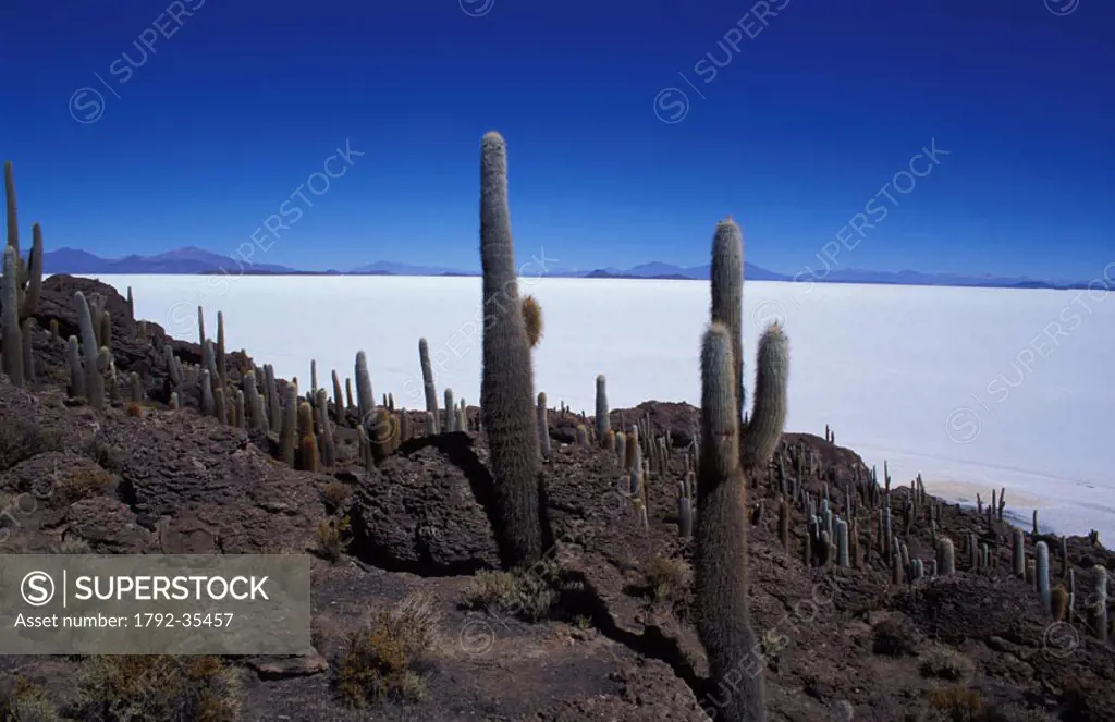 Bolivia, department of Potosi (Los Lipez), the salt desert of Salar d´ Uyuni from Isla of Los Pescadores