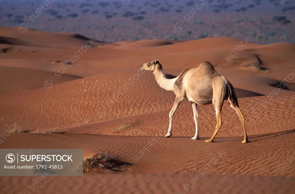 United Arab Emirates, Dubai, excursion in the desert, camel, dromedary