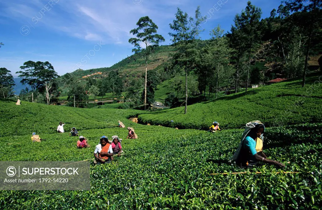 Sri Lanka, Nuwara Eliya, tea harvesting