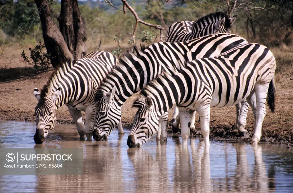 South Africa, zebras in Kruger park