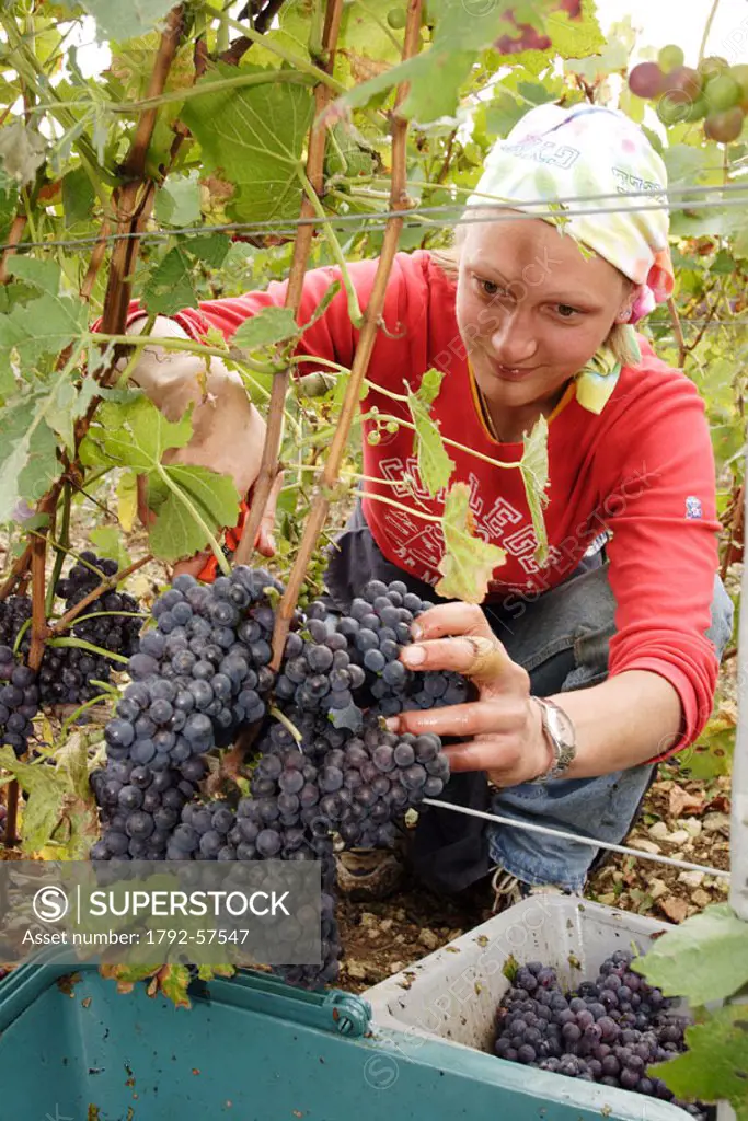 France, Aube (10), grape harvest in the Champagne vineyard