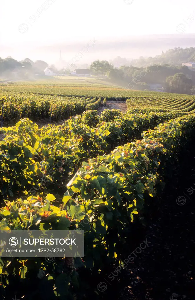 France, Marne (51), Rilly-la-montagne, wine village of Reims mountain