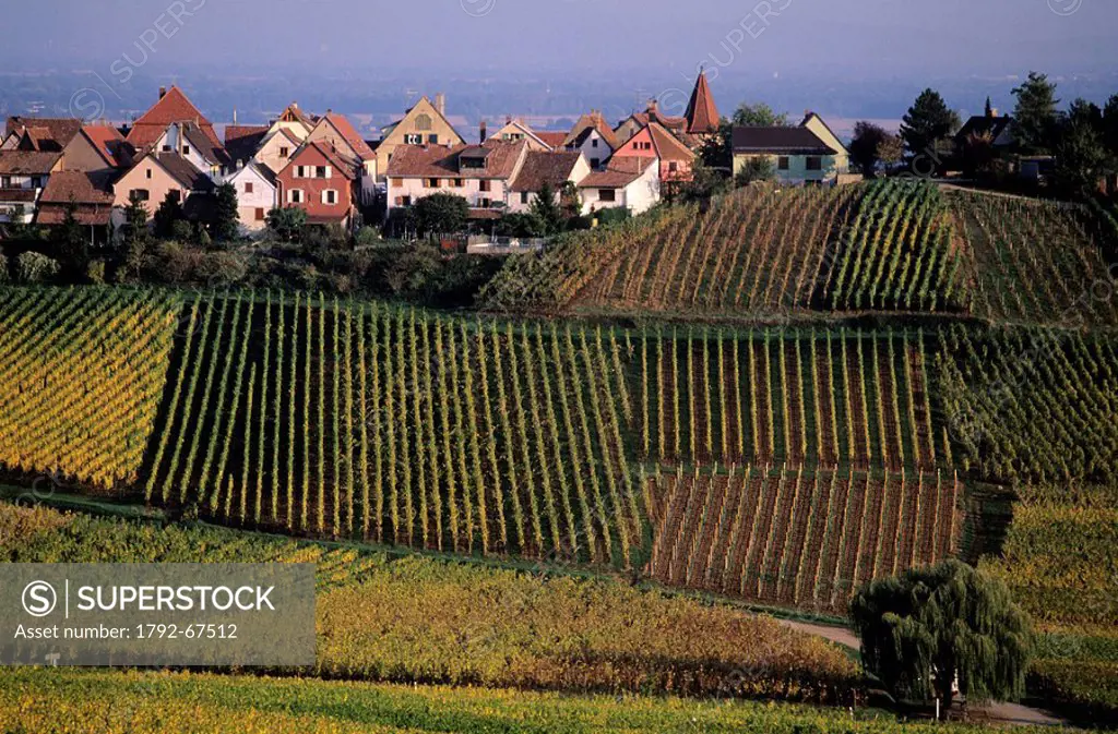 France, Haut Rhin, village de Zellenberg sur la route des vins d´Alsace