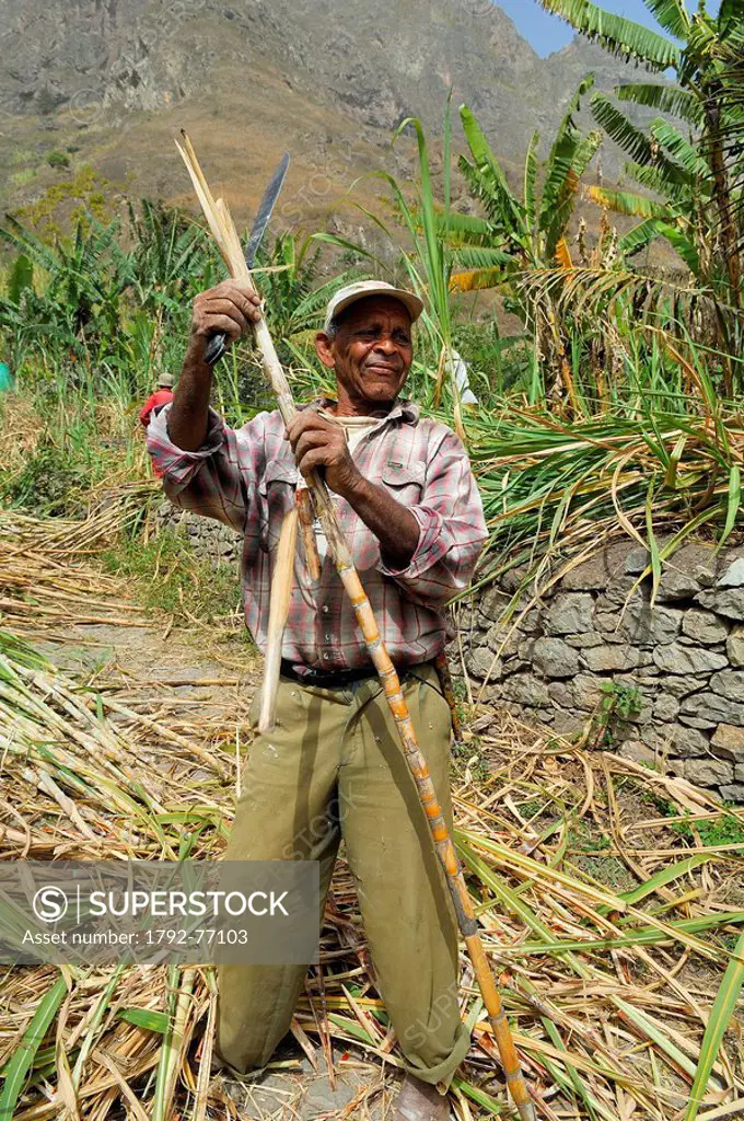 Cape Verde, Santo Antao Island, Ribeira do Paul Paul Valley, sugar cane cutter