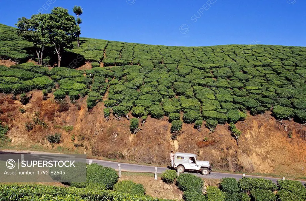 India, Kerala, Munnar, Tea Garden along the road
