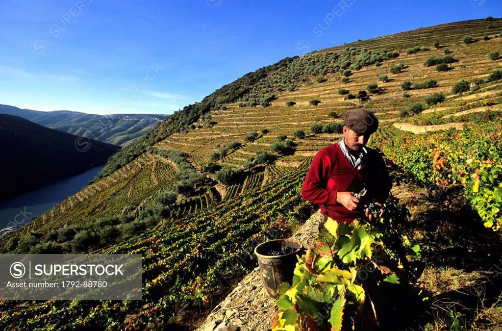 Portugal, Douro Valley, listed as World Heritage by UNESCO, Pinhao, Joao da Silvar participates to Quinta da Eira Velha harvest, a domain looking onto...