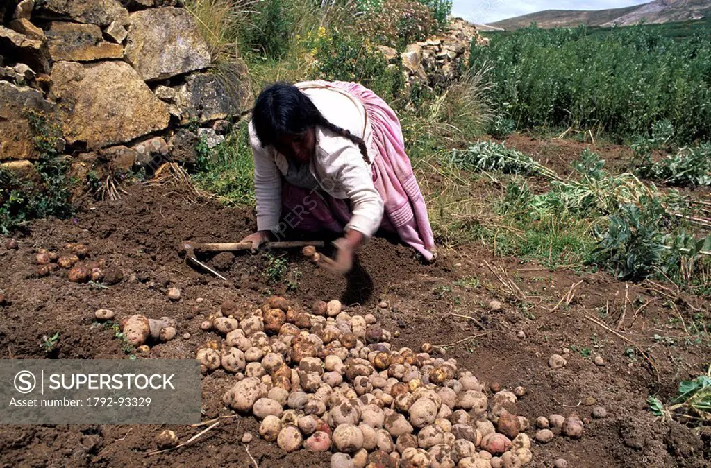 Bolivia, La Paz department, Lake Titicaca, Island of the Sun, Aymara Indian woman collecting potatoes