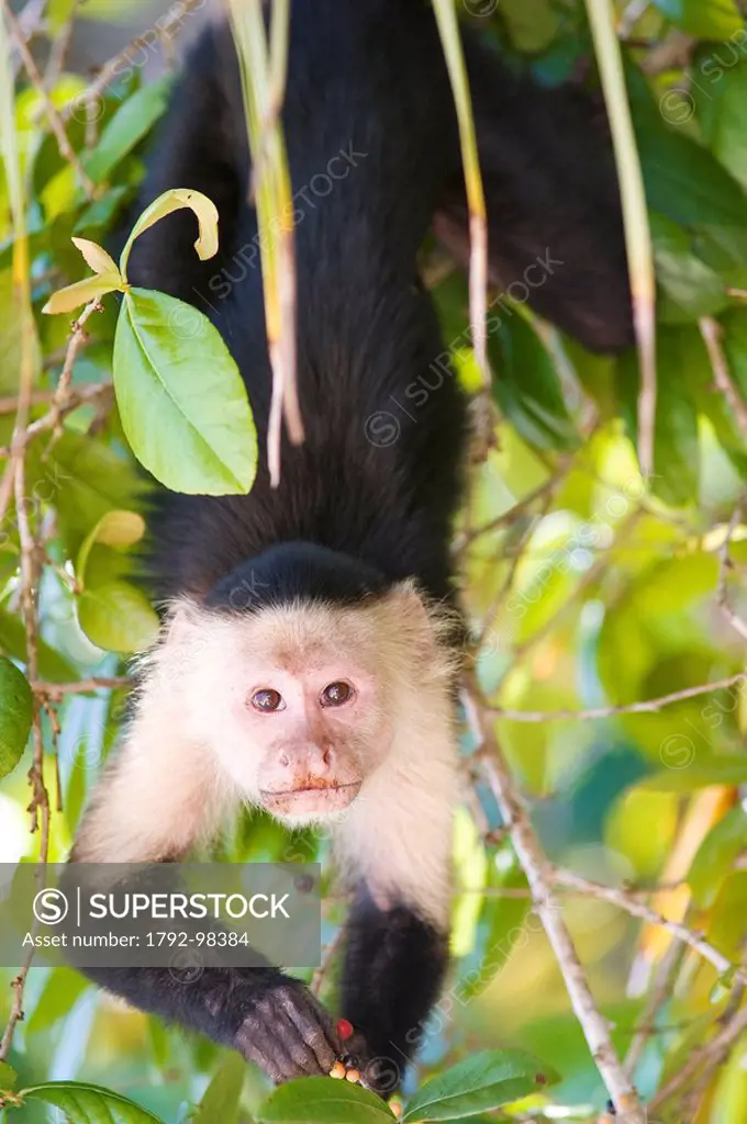 Costa Rica, Limon Province, Caribbean coast, Cahuita National Park, white_faced Capuchin Monkey Cebus capucinus