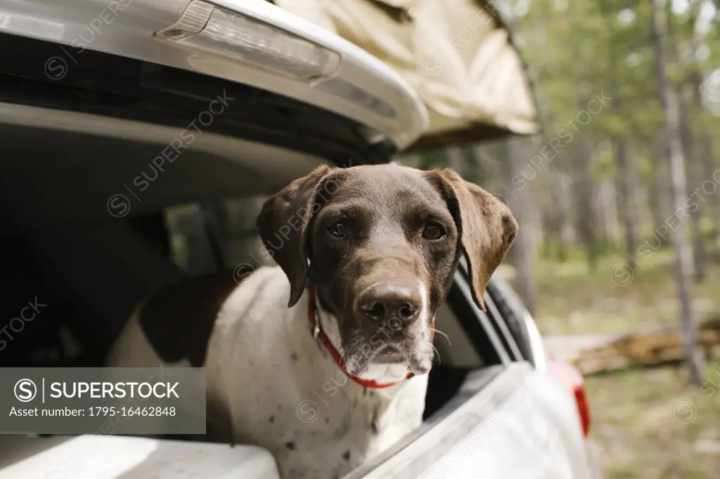 German Shorthaired Pointer in car trunk on camping, Wasatch-Cache National Forest