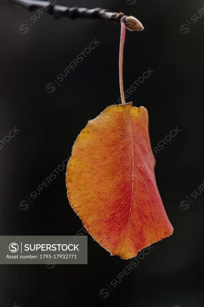Orange leaf on black background