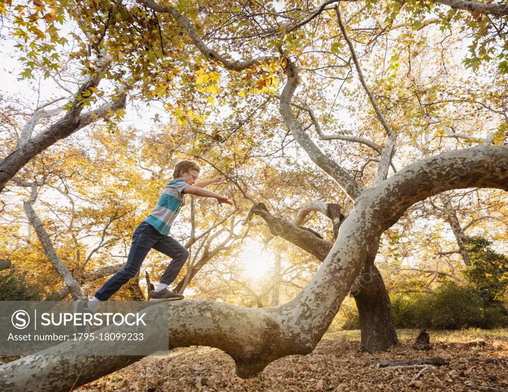 United States, California, Mission Viejo, Boy (10-11) climbing tree in forest at sunset