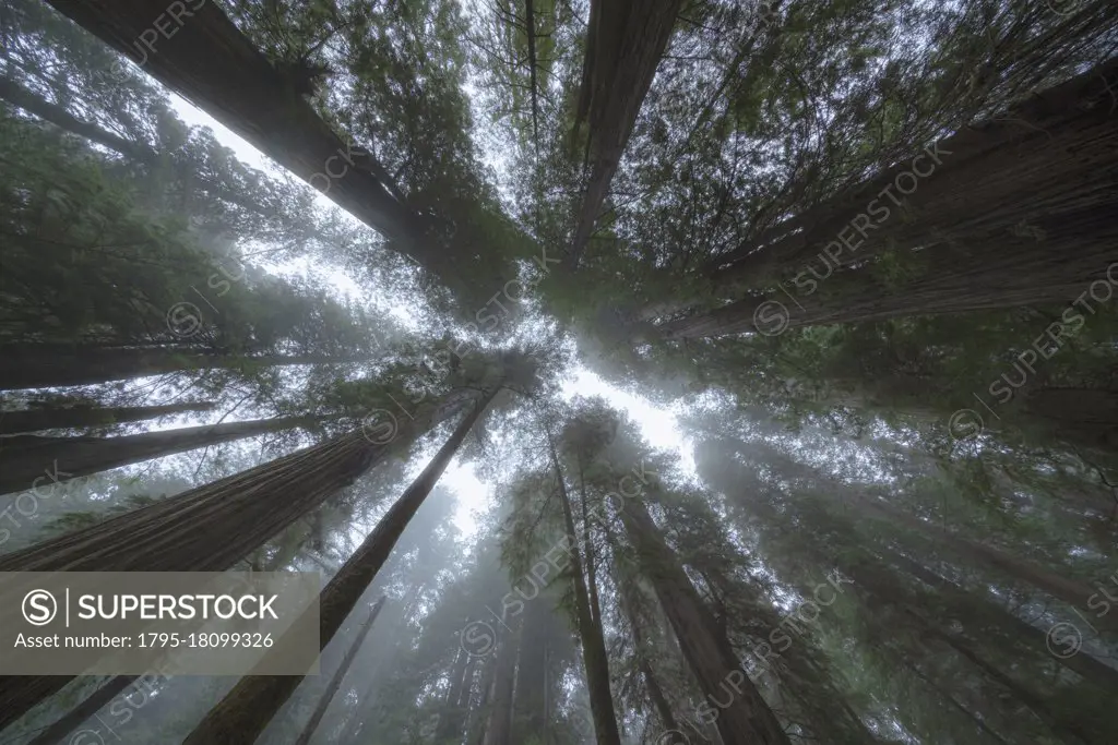 United States, California, Low angle view of tall redwood trees growing in forest