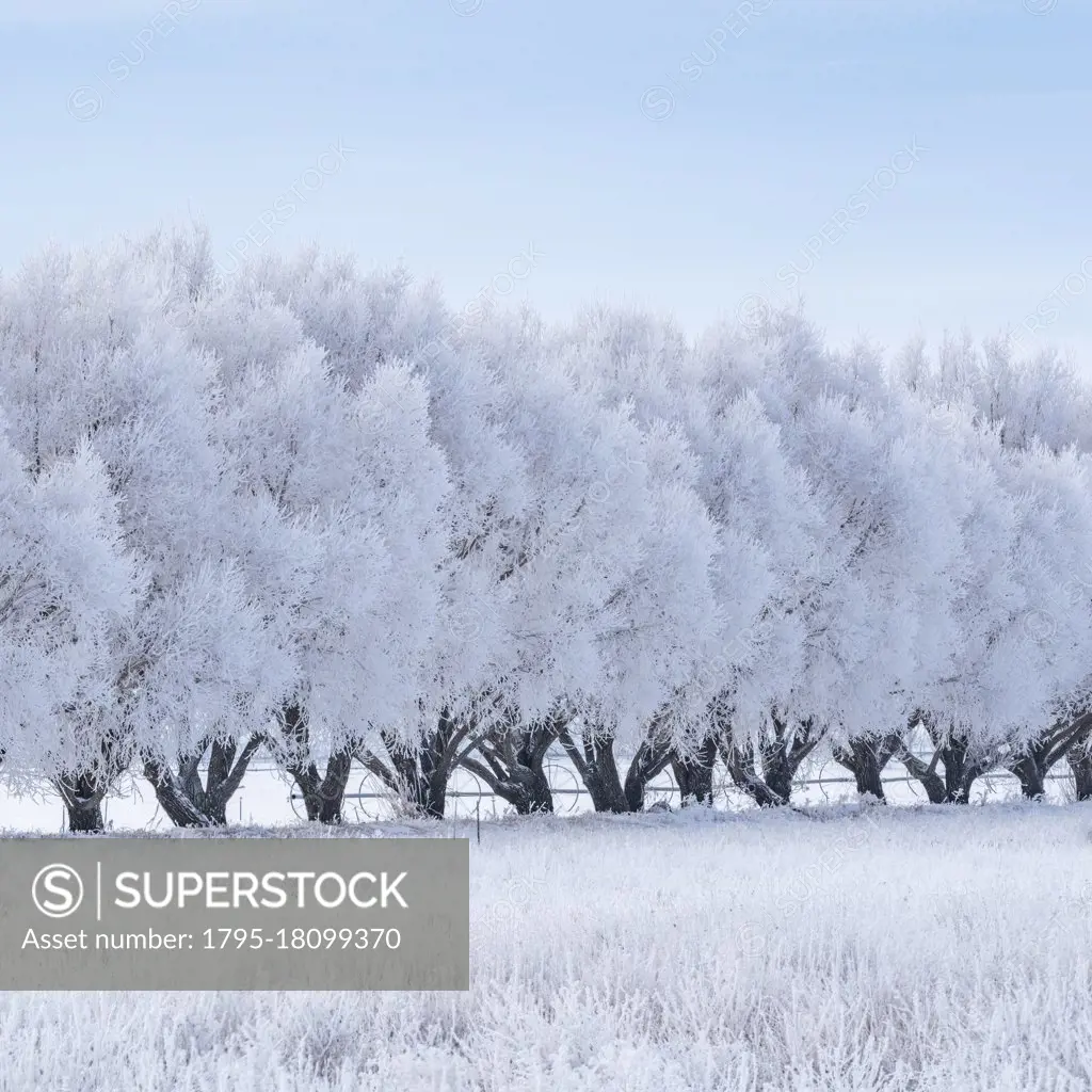 United States, Idaho, Bellevue, Row of frosty trees in winter