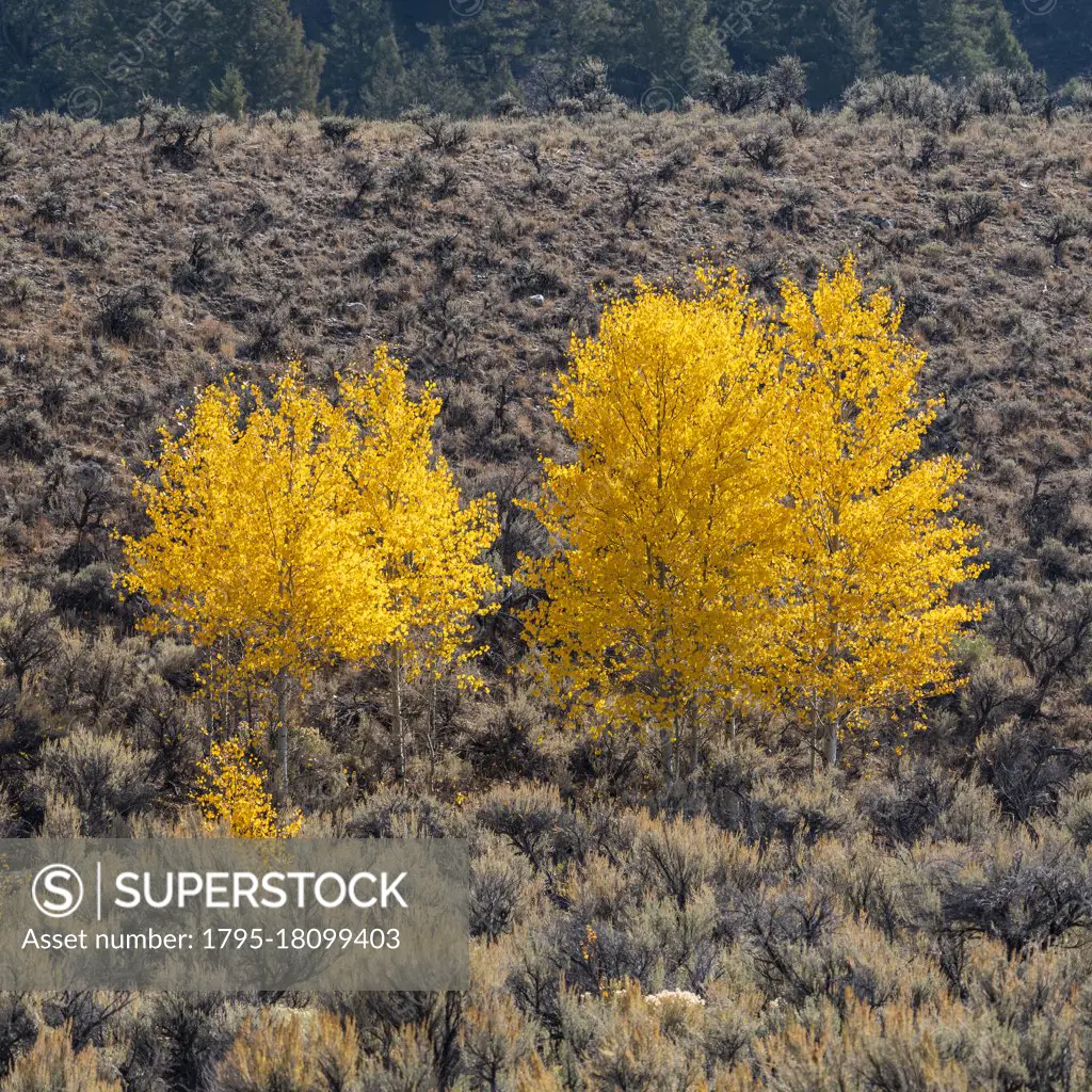 United States, Idaho, Sun Valley, Yellow trees in autumn in Rocky Mountains
