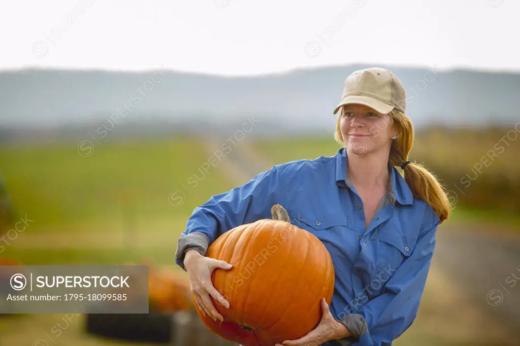 United States, Virginia, Woman harvesting pumpkins