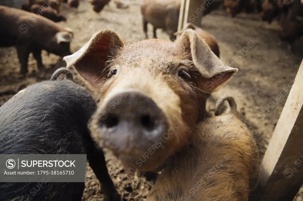 Pigs on farm, close-up