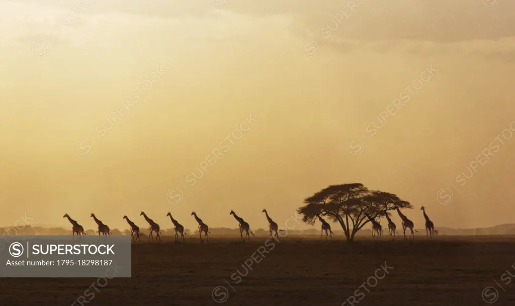 Africa, Kenya, Giraffes walking in savannah at sunset in Amboseli National Park