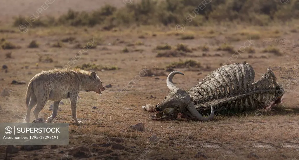 Africa, Kenya, Amboseli National Park, Spotted Hyena (Crocuta crocuta) approaching buffalo carcass