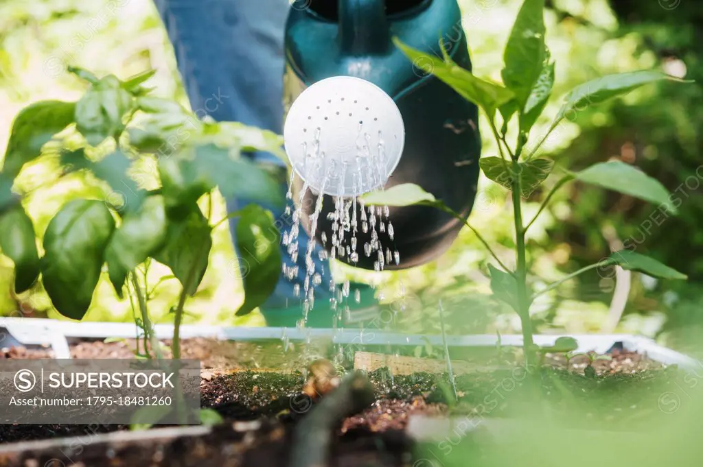 Woman watering plants in vegetable garden