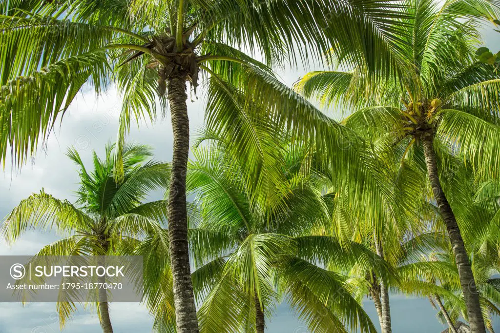 Caribbean, Palm trees against sky