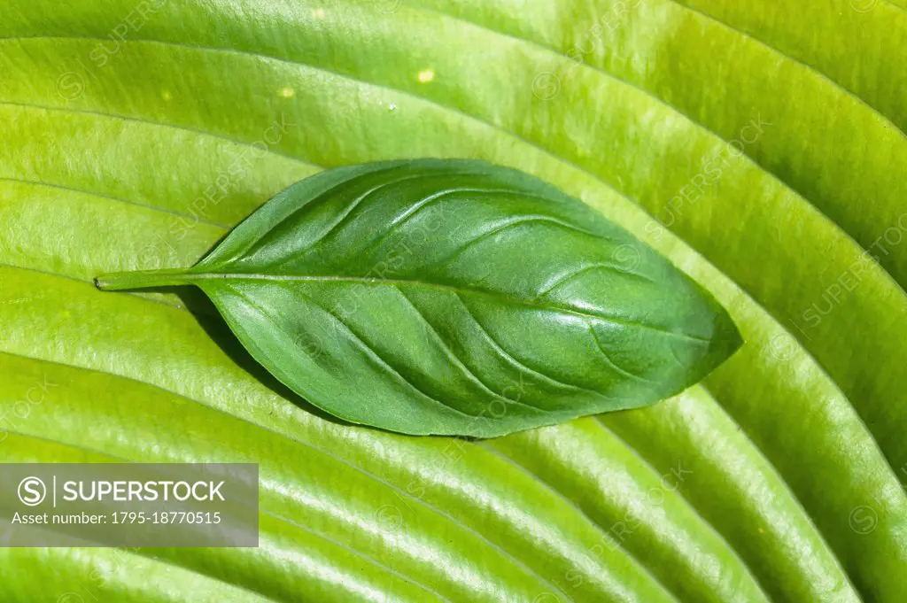 Basil leaf on large green leaf