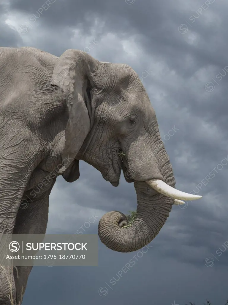Botswana, Chobe National Park, Lone elephant