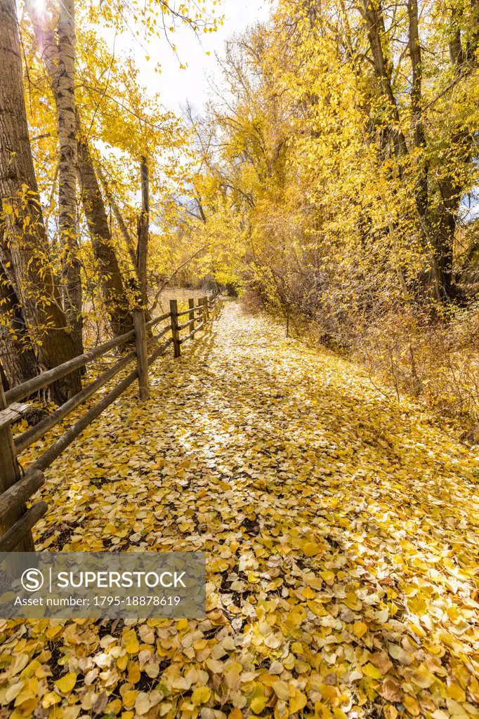 USA, Idaho, Bellevue, Footpath though yellow autumn foliage