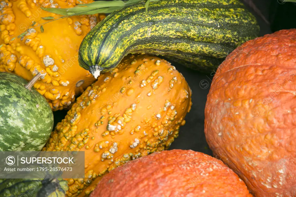 Close-up of autumn pumpkins and gourds