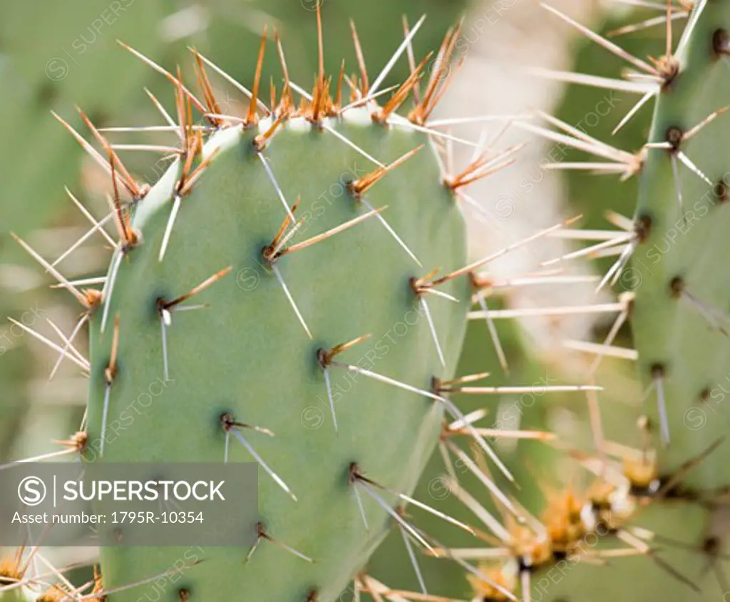Close-up of cactus, Arizona, United States