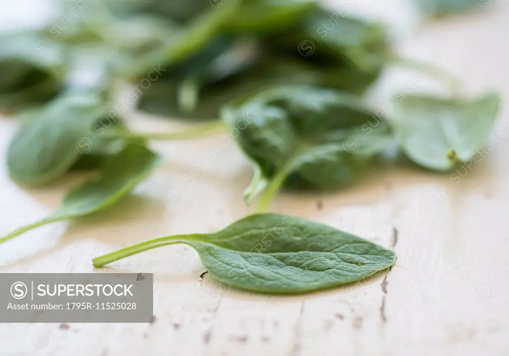 Studio shot of baby spinach