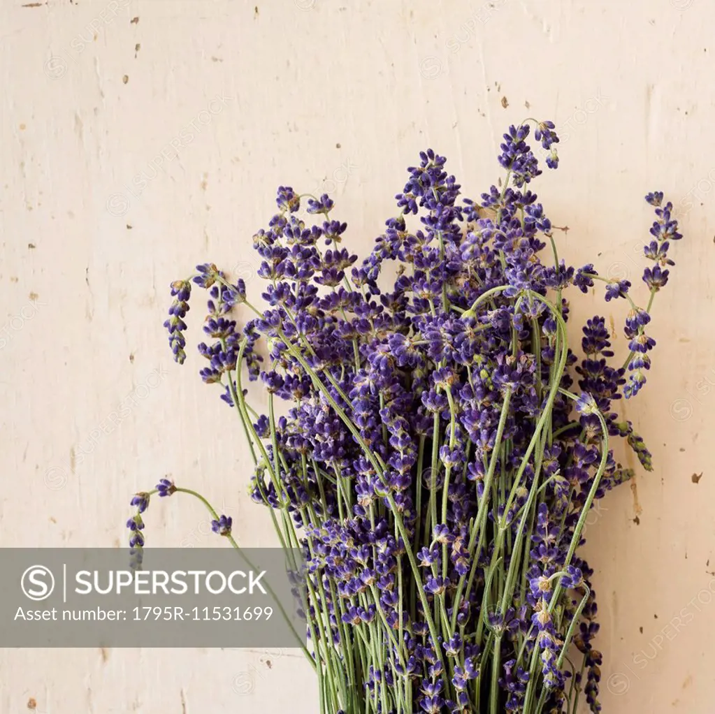 Studio shot of lavender flowers