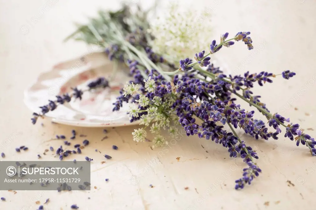 Studio shot of lavender flowers