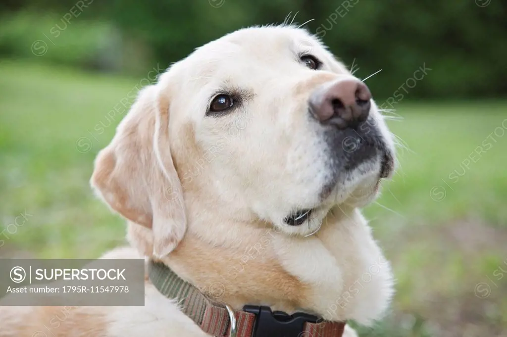 Close up portrait of dog