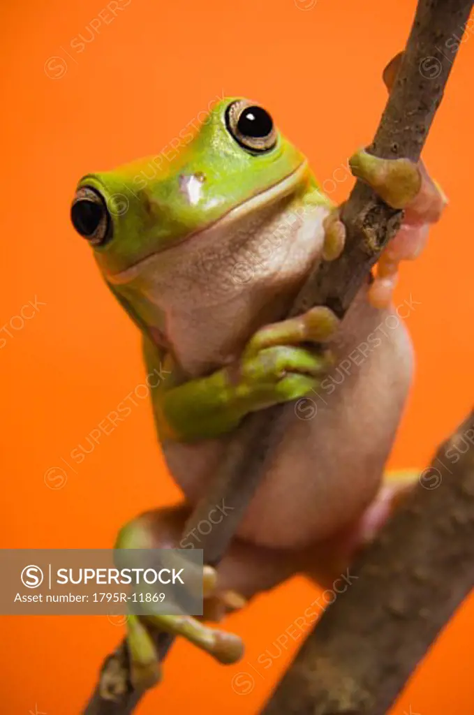 Close up of tree frog