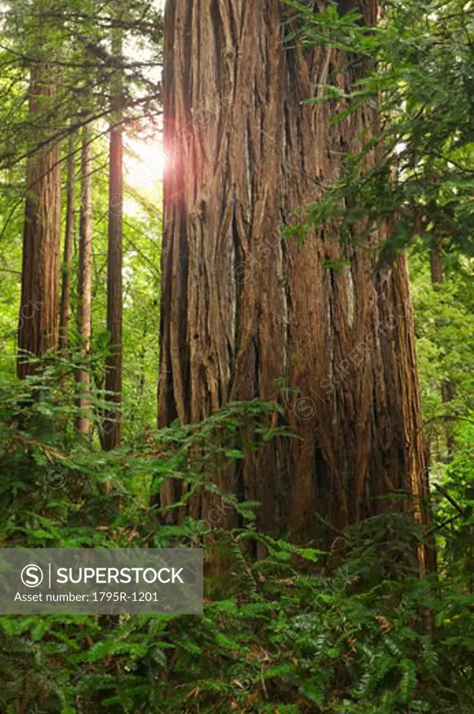 Redwoods in Muir Woods National Park California USA