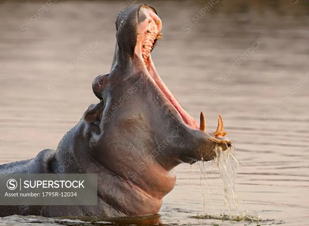 Hippopotamus in water, Greater Kruger National Park, South Africa