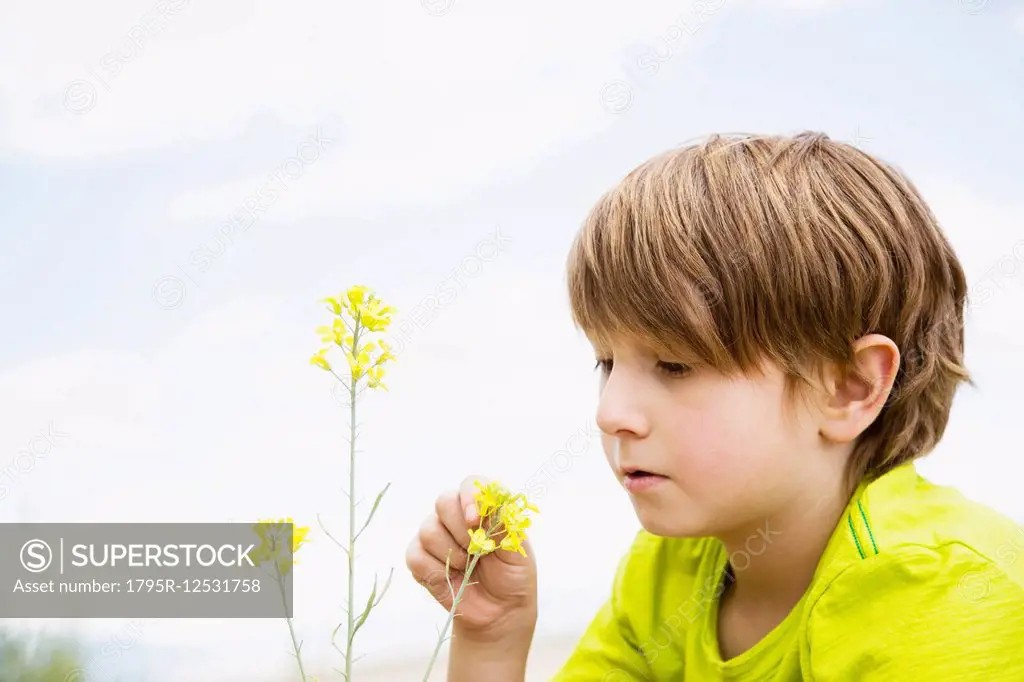 Boy (6-7) touching wildflower