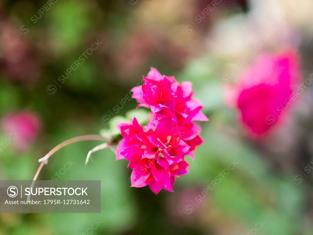 View of pink tropical wildflower
