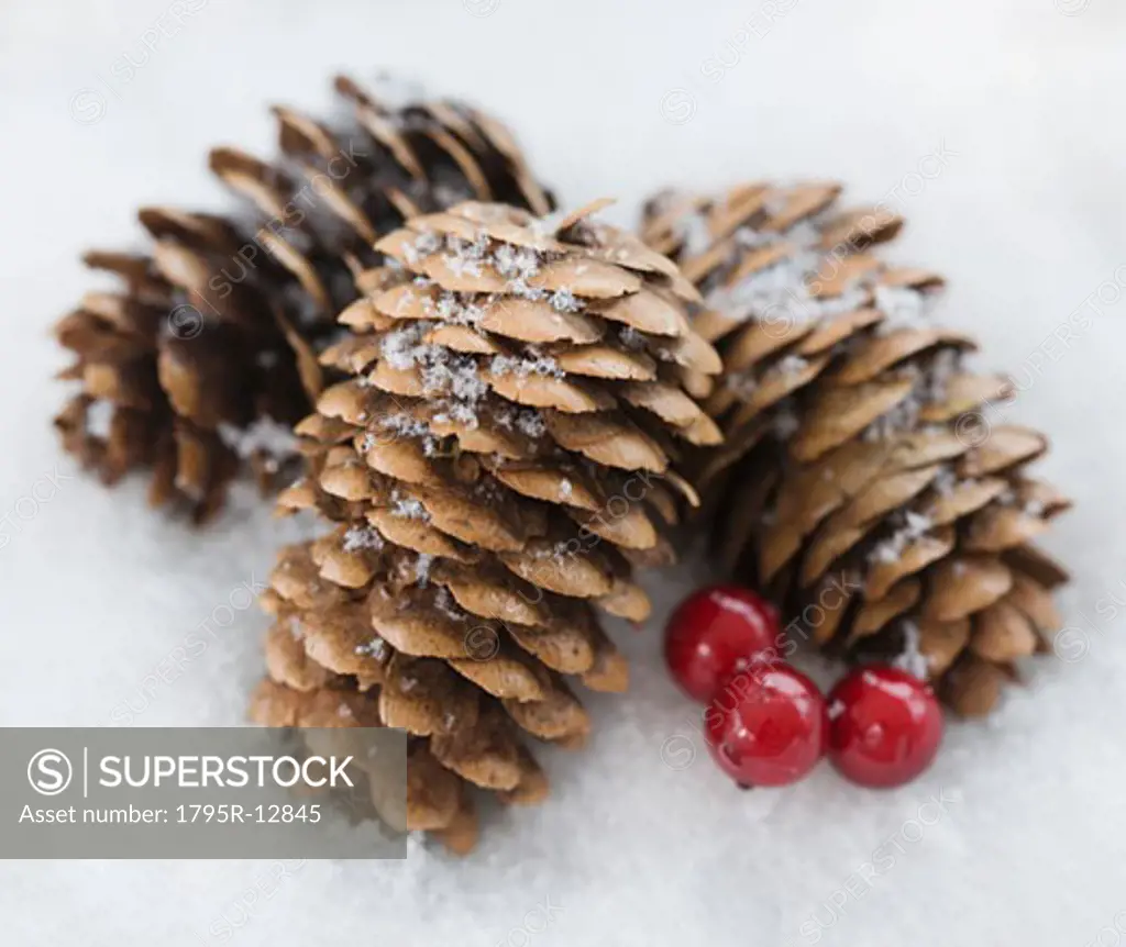 Close-up of pinecones in snow