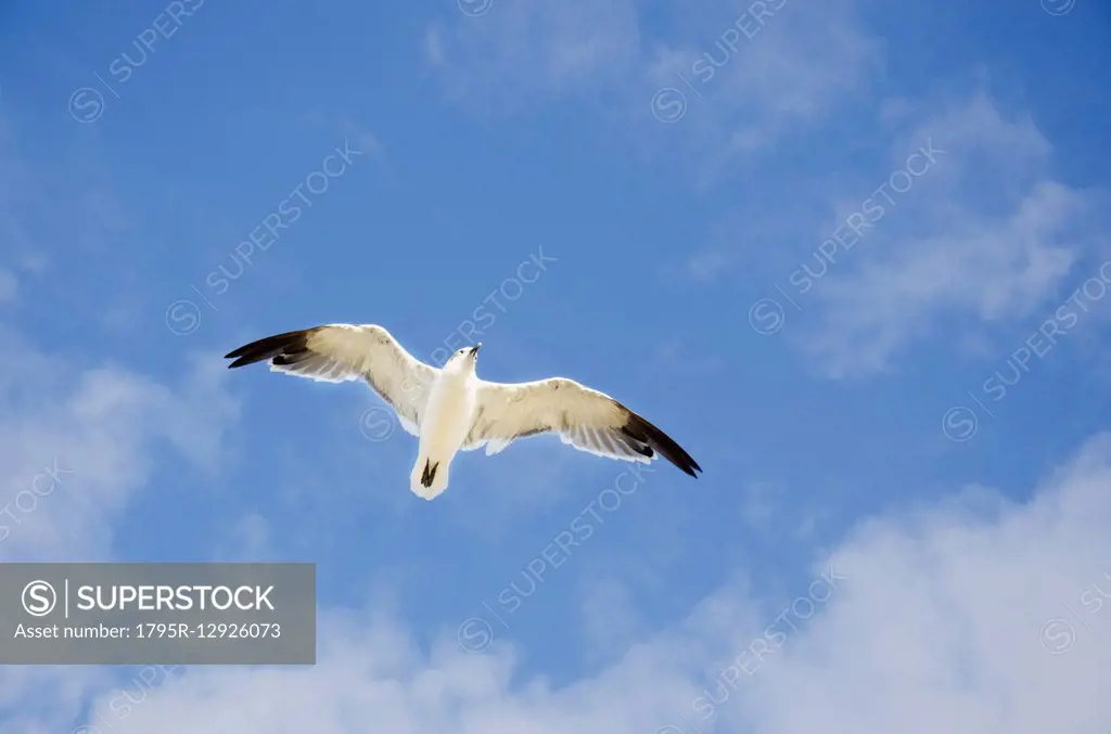 Seagull flying against cloudy sky