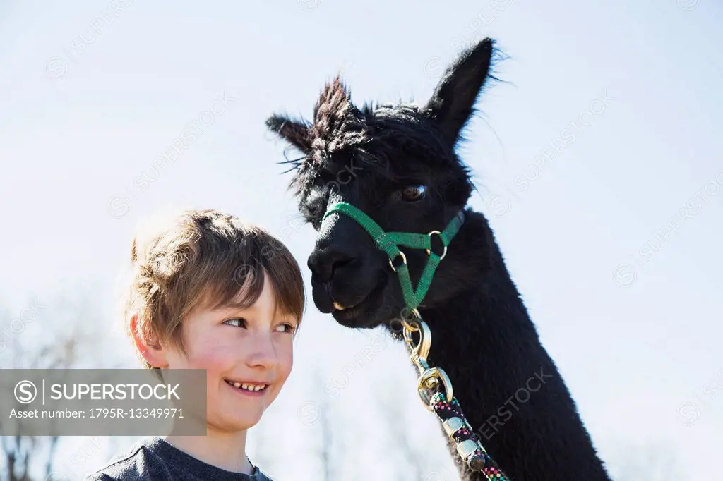 Portrait of boy (6-7) with black alpaca