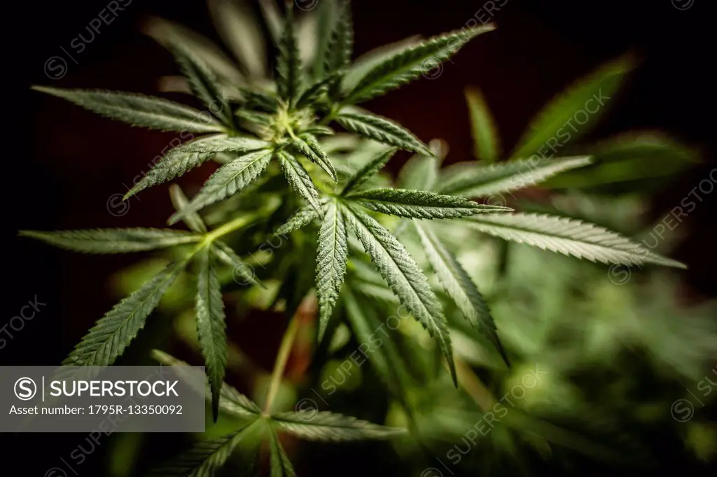 Close-up of marijuana plant
