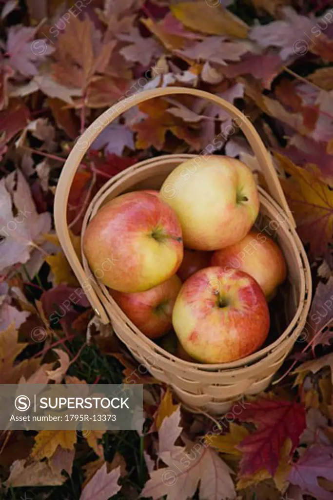 Basket of apples on pile of autumn leaves