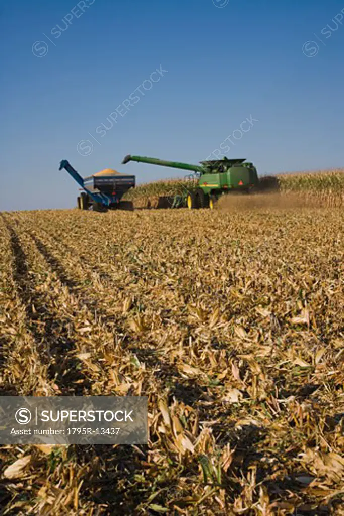 Combine harvesting in corn field