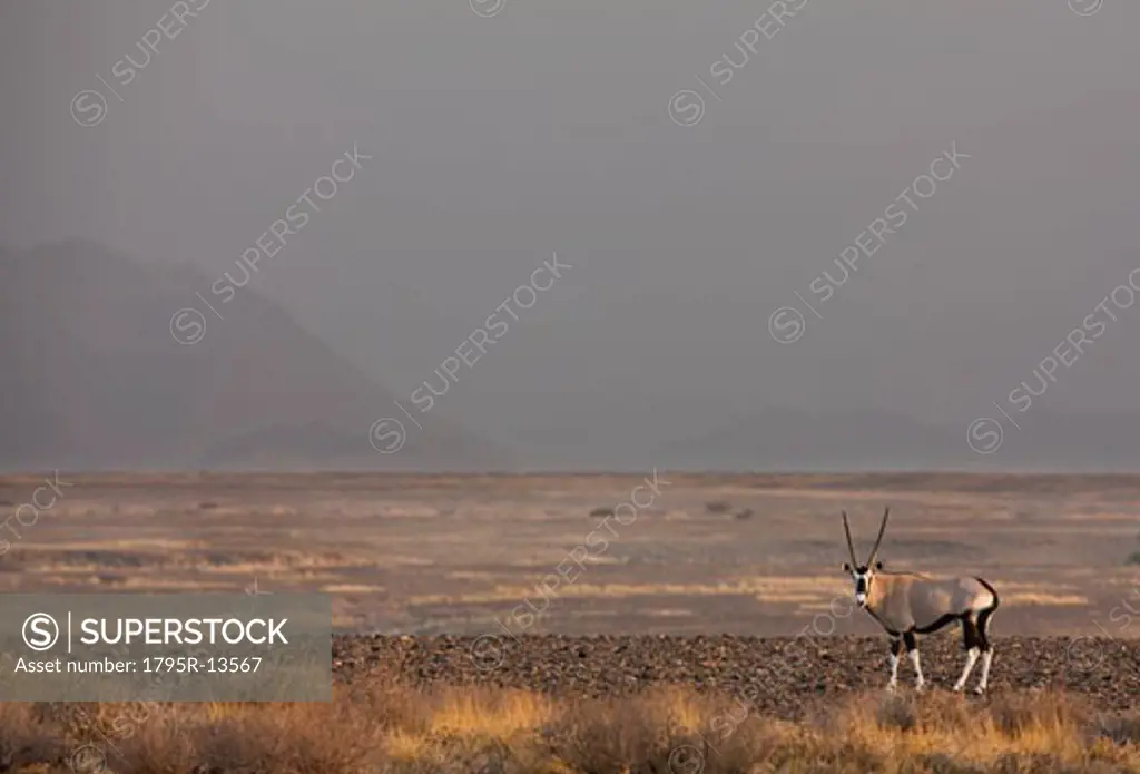 Antlered Gemsbok, Namib Desert, Namibia, Africa