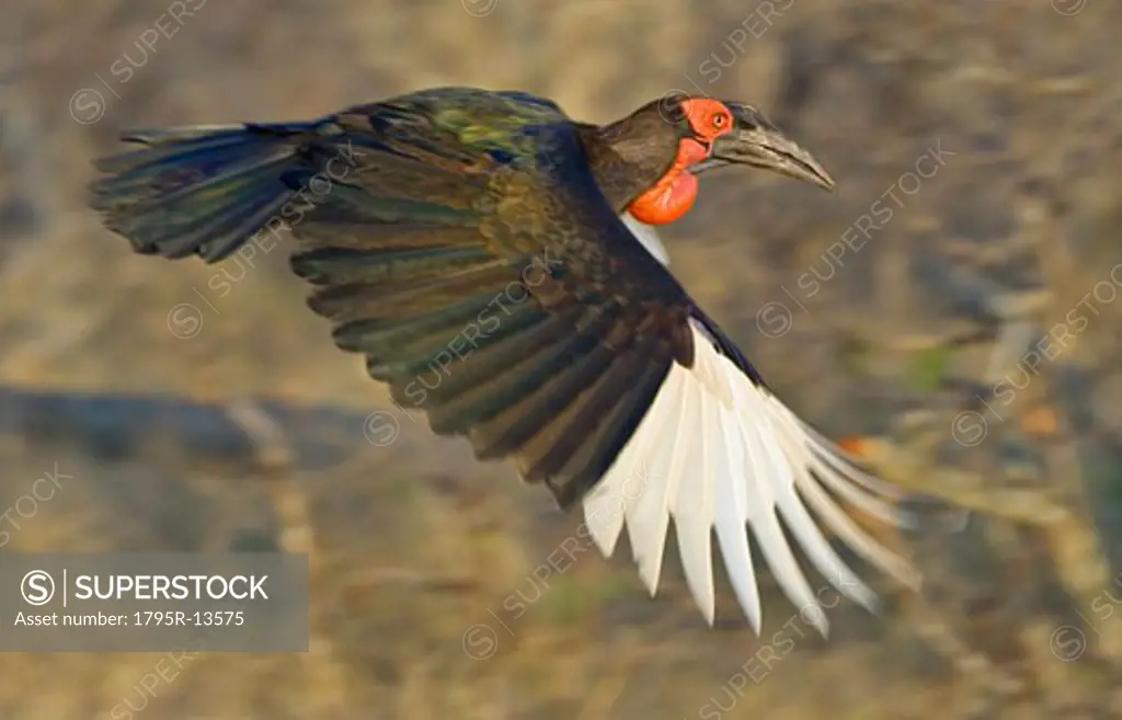 Close-up of Southern Ground-Hornbill in flight, Greater Kruger National Park, South Africa