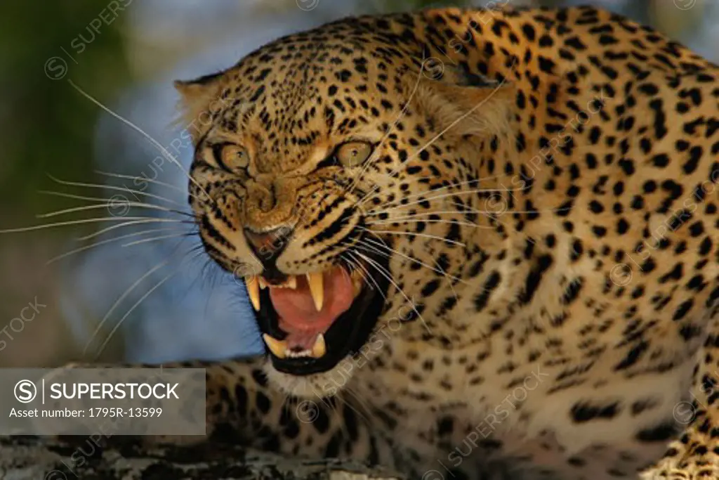 Leopard growling, Greater Kruger National Park, South Africa