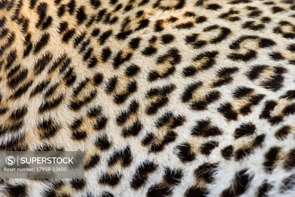 Close-up of Leopard, Greater Kruger National Park, South Africa